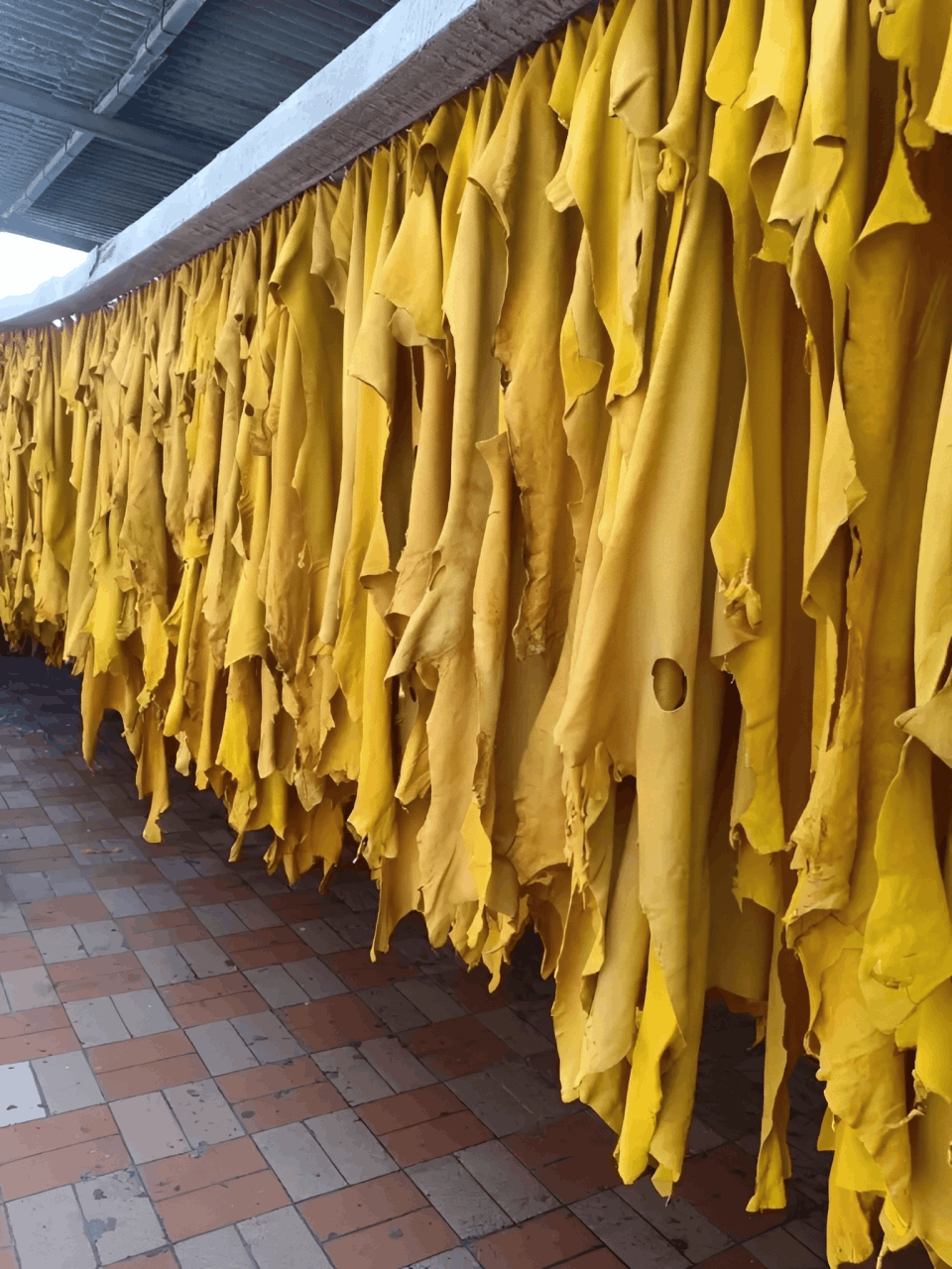 Industrial tannery processing premium hides